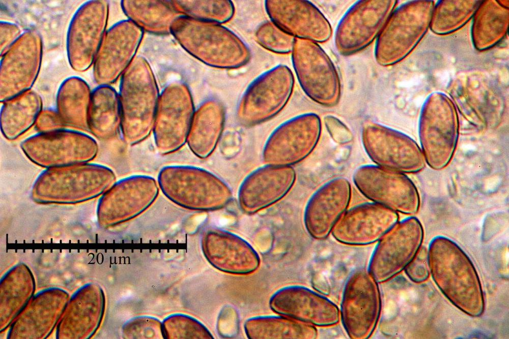 conocybe panaeoloides Spore al microscopio ottico 56.jpg