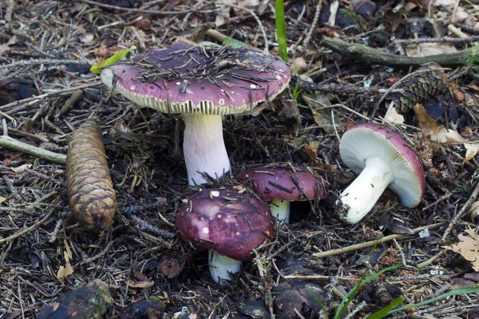 russula 02.jpg