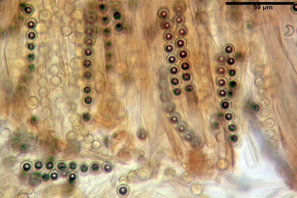 plicaria endocarpoides 5034 40.jpg