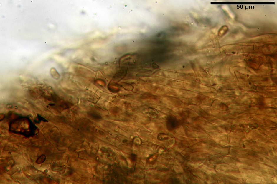 pholiota tuberculosa 4736 08.jpg