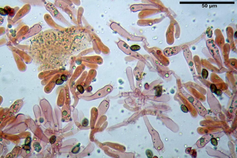 Phaeocollybia lugubris 6657 54.jpg