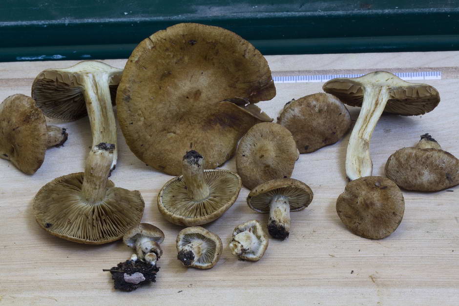 inocybe leucoblema 4846 09.jpg