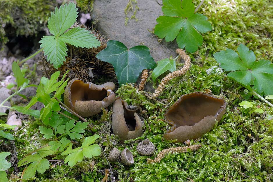 peziza badioides 4670 04.jpg