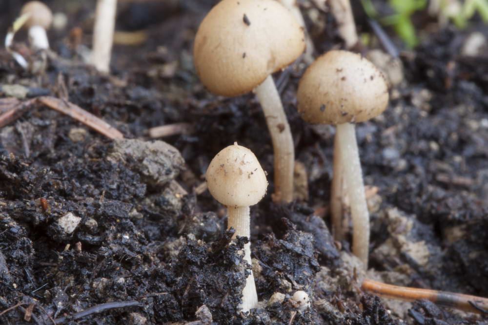 conocybe siliginea 5030 05.jpg