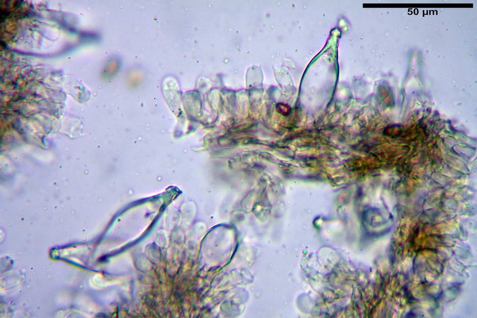 psathyrella 24.jpg