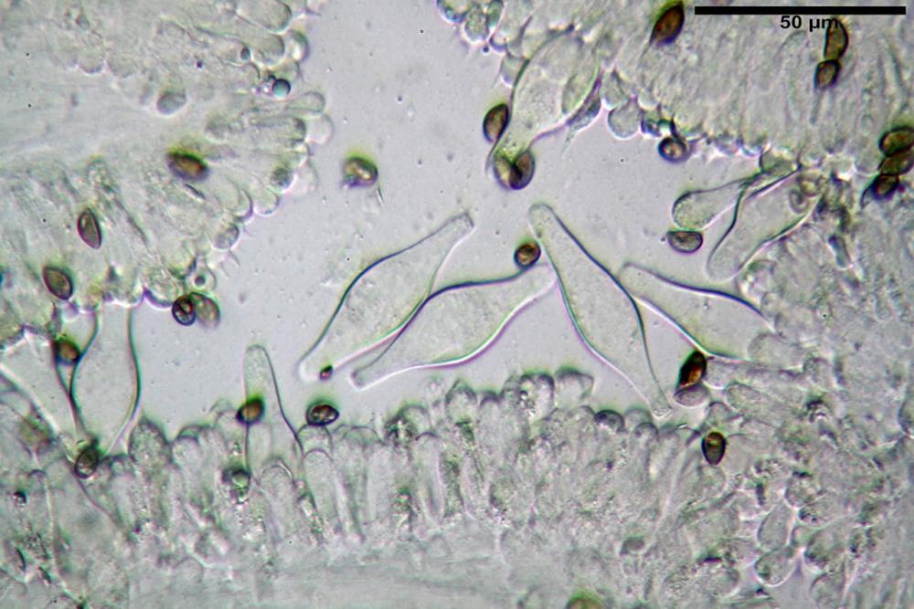 Inocybe phaeodisca var geophylloides 5226 22.jpg