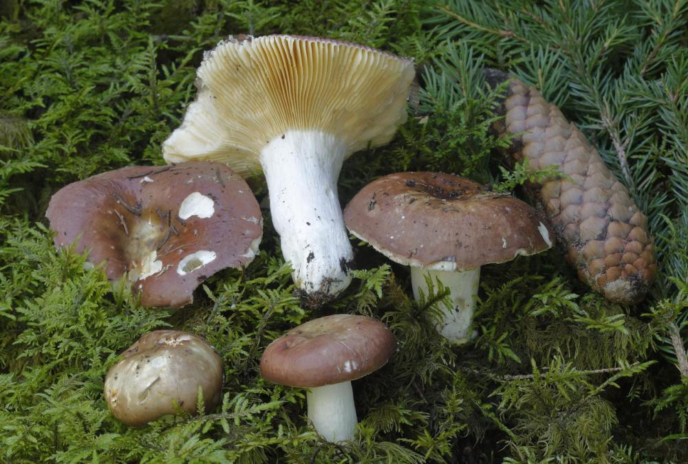 Russula integra 5384 02.JPG