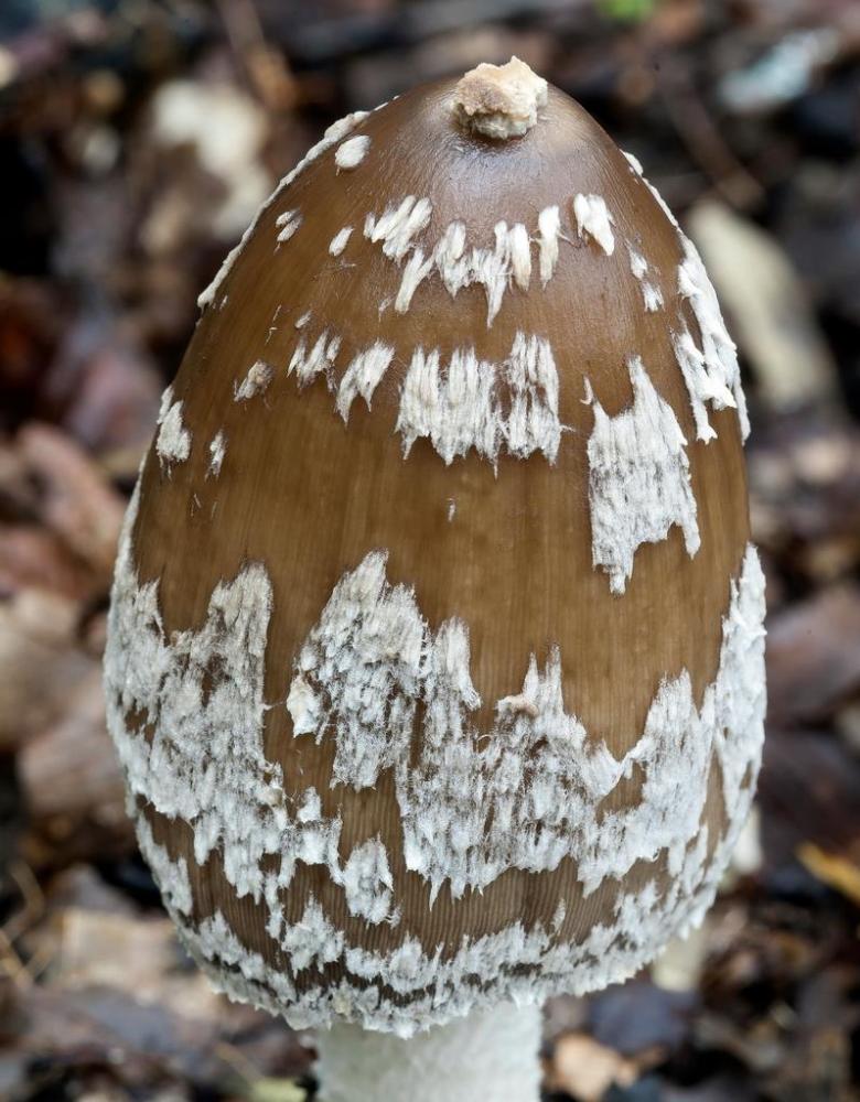 Coprinopsis picacea 6790 35.jpg