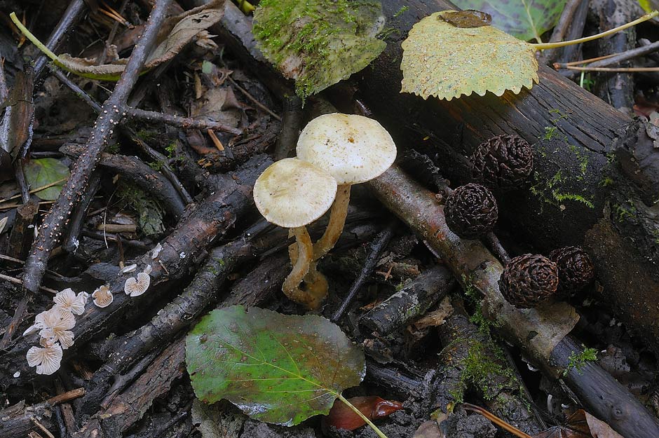 Pholiota conissans 4823 02.jpg