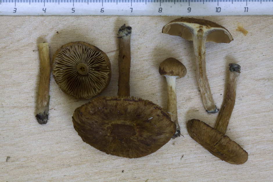 inocybe dulcamara fo peronata 4847 05.jpg