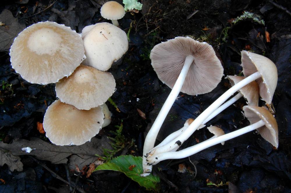 Psathyrella candolleana 6563_4.JPG