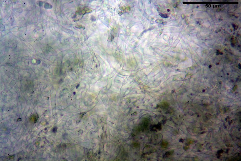 Podophacidium xanthomelum 7945 25_resize.JPG