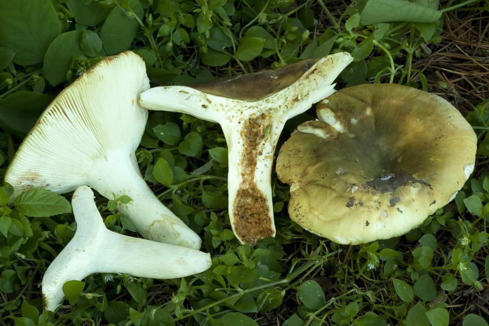 russula heterophylla 02.jpg