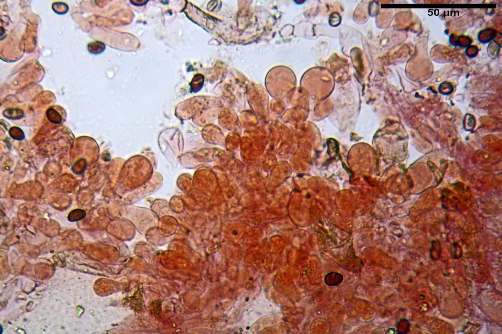 Typhrasa gossypina 5342 19.jpg