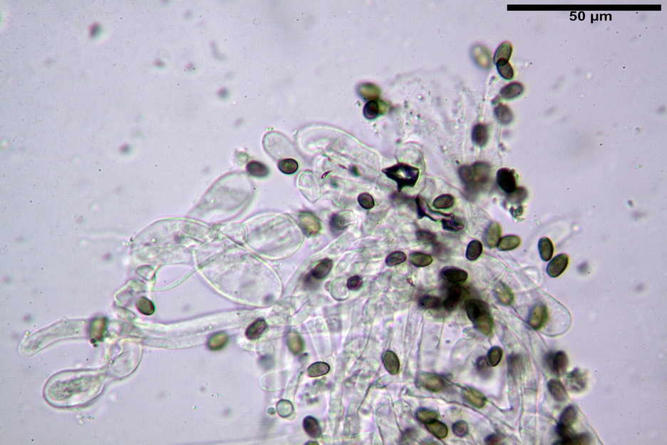 Psathyrella 47.jpg