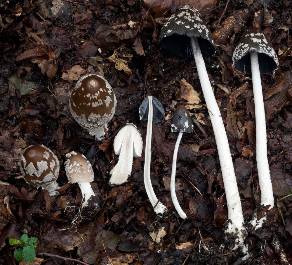 Coprinopsis picacea 6790 38.jpg