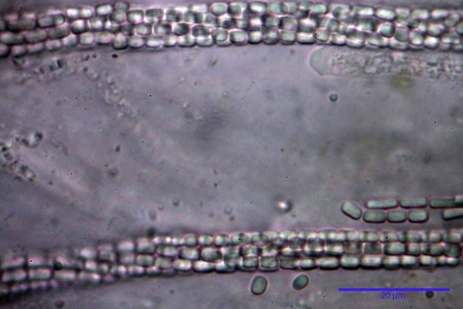 elaphocordyceps ophioglossoides 4709 18.jpg