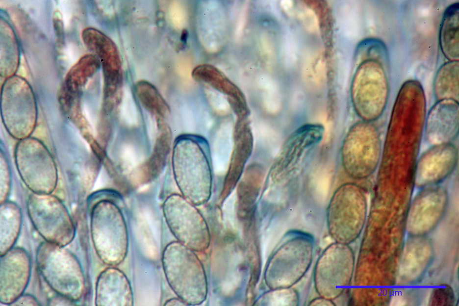 peziza subviolacea 4827 23.jpg