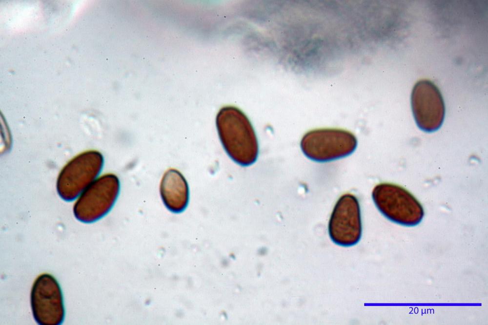 Psathyrella olympiana 50.jpg