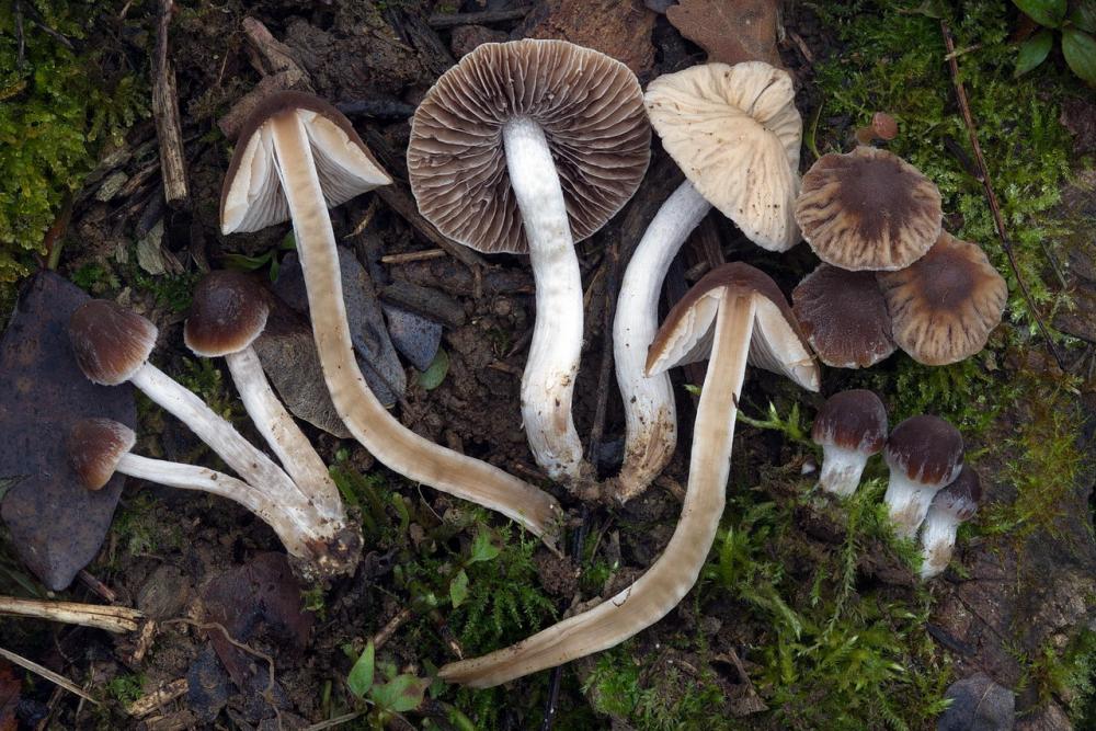 Psathyrella olympiana 04.jpg
