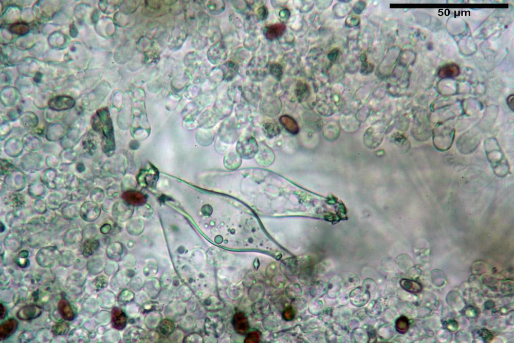 Psathyrella olympiana 35.jpg