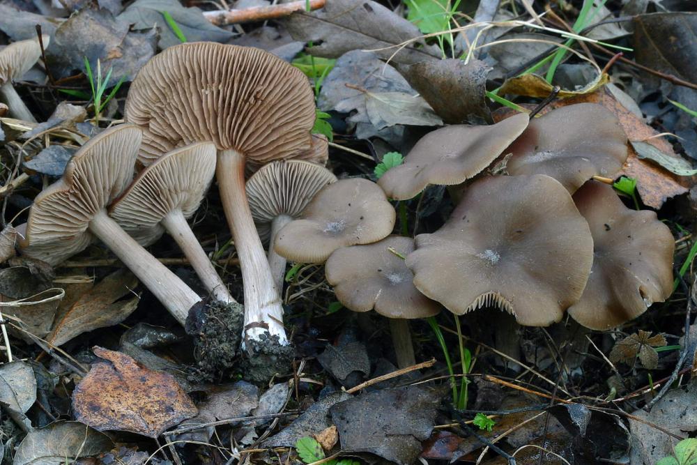 entoloma costatum 2954 01.jpg