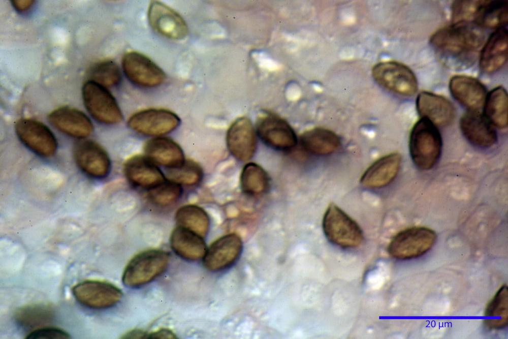 Phaeocollybia lugubris 6657 58.jpg