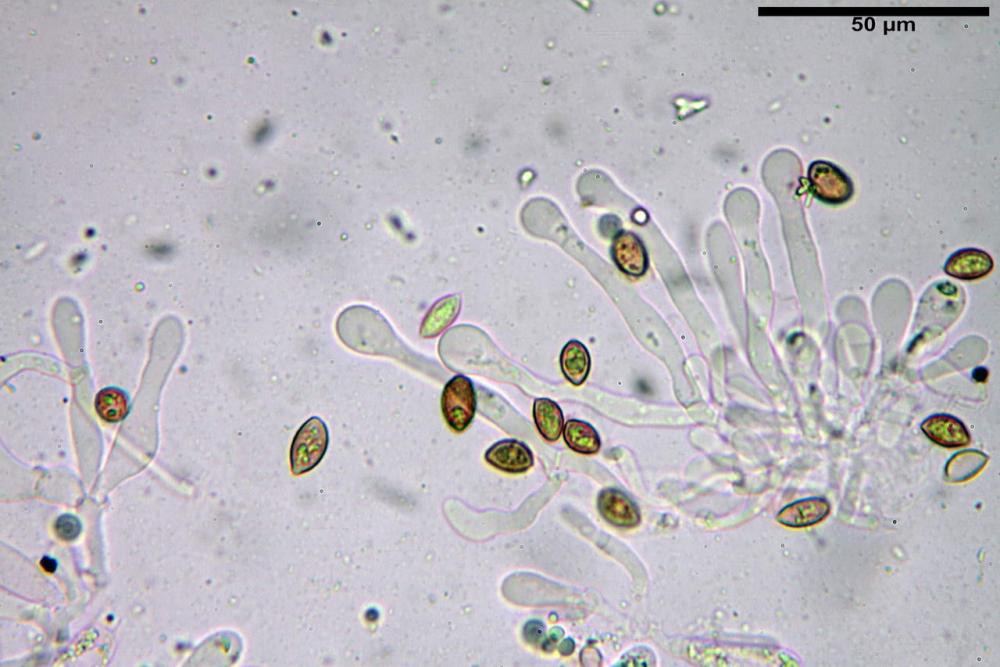 Hebeloma hiemale 7434 11.jpg