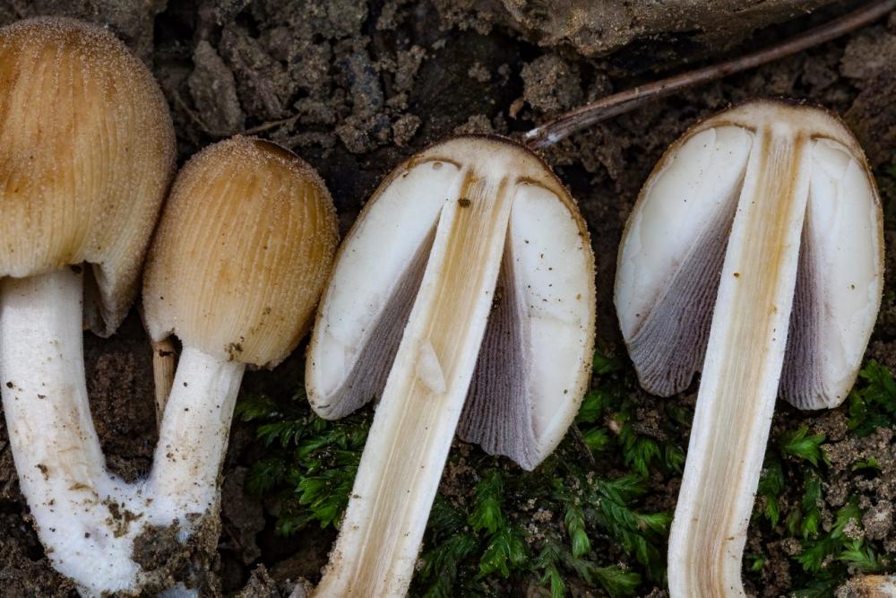 Coprinellus micaceus 05.jpg