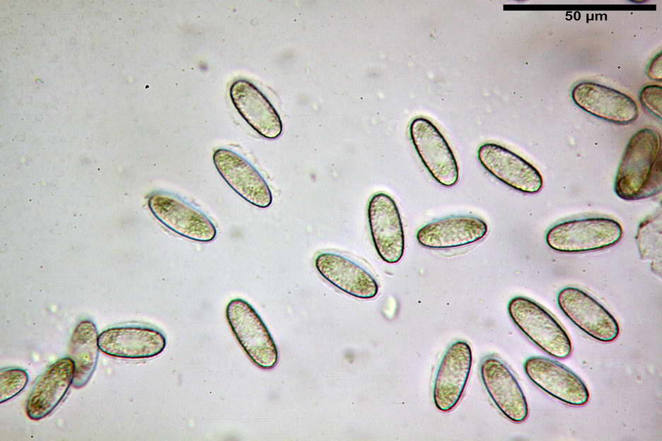 urnula pouchetii 4829 19.jpg