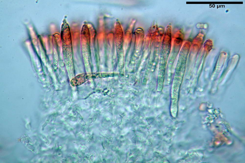 russula farinipes 5001 34.jpg