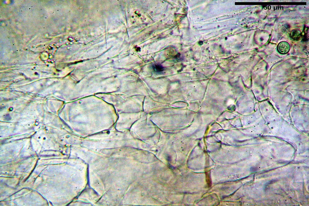plicaria endocarpoides 5034 22.jpg