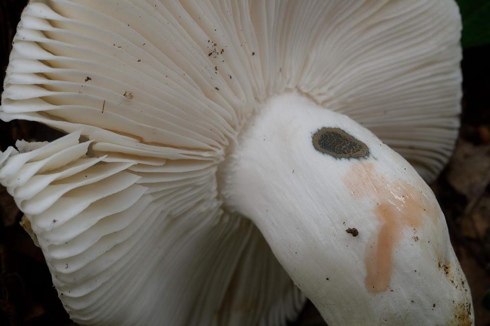 Russula faustiana0004.jpg