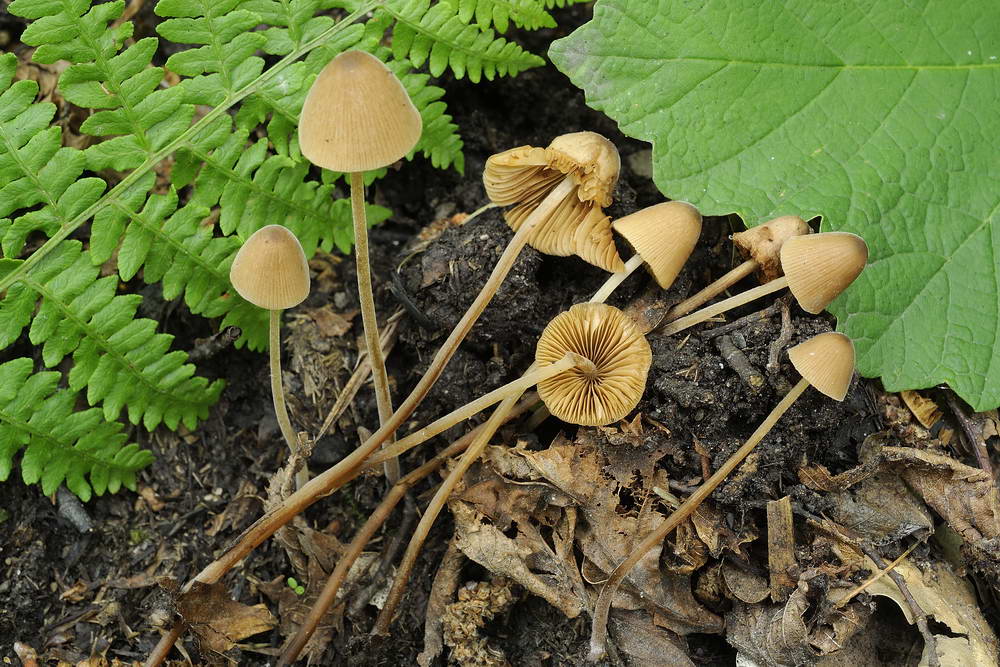 conocybe velutipes var velutipes 5068 02.jpg