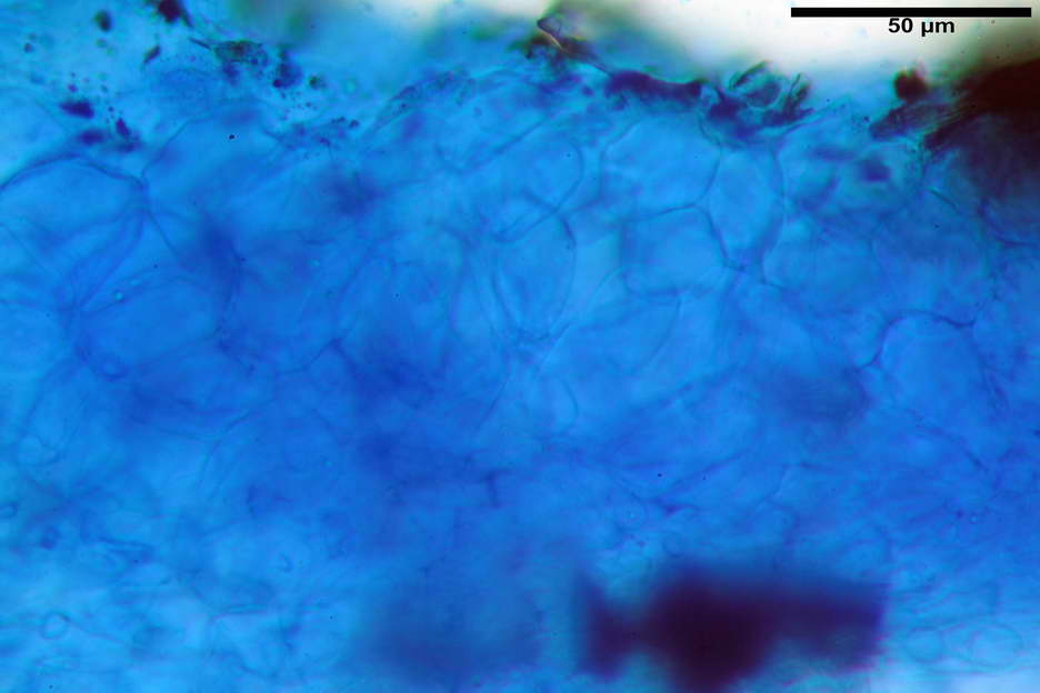 peziza subviolacea 4827 13.jpg