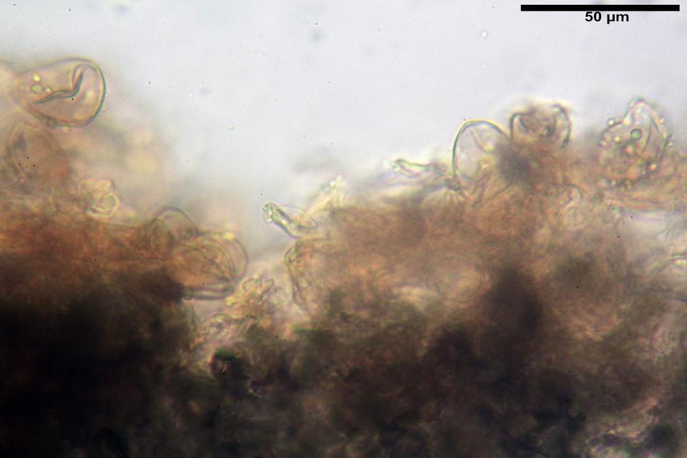 Cystodermella cinnabarina 10.JPG