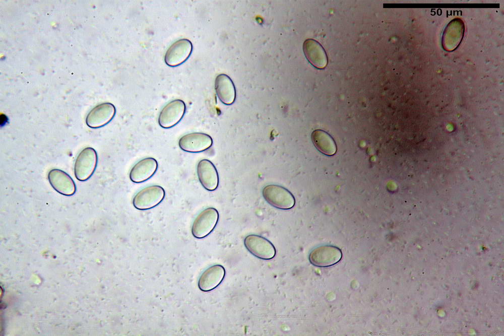 peziza lobulata 5035 41.jpg