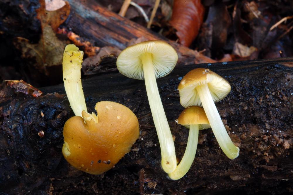 Pluteus romellii 6561_1.JPG