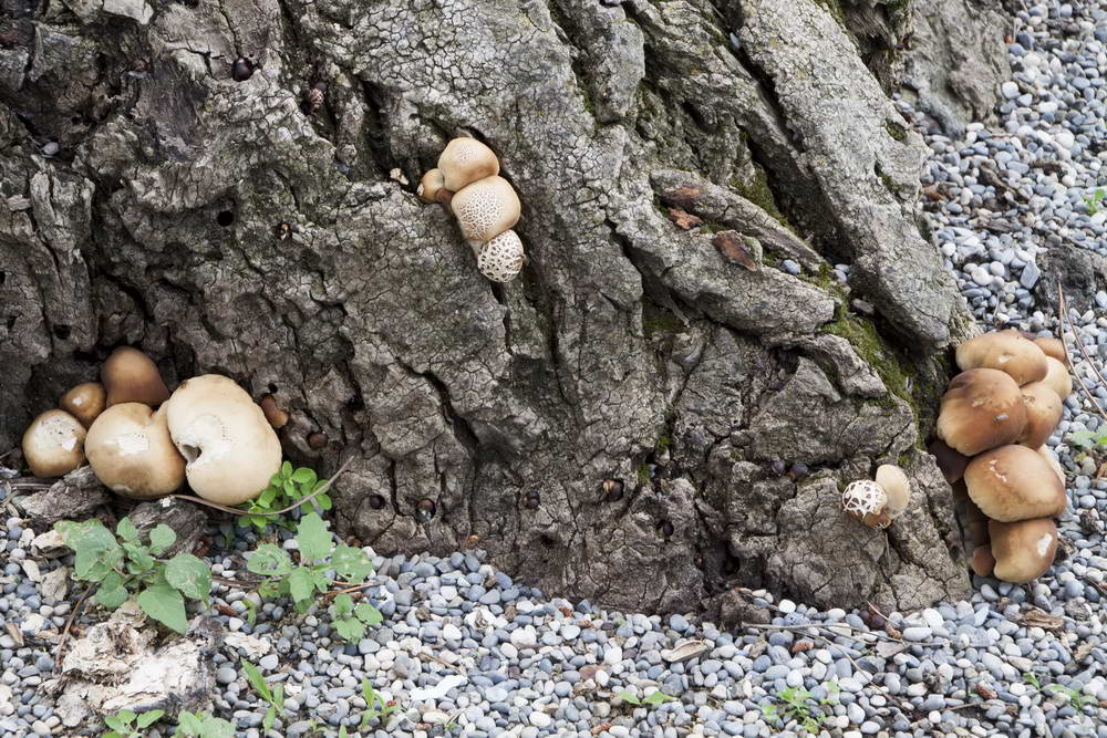 agrocybe cylindracea 5061 02_resize.jpg