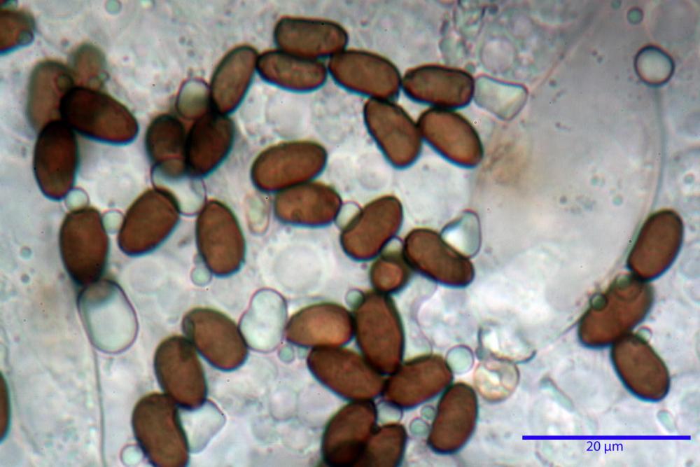 Psathyrella olympiana 55.jpg