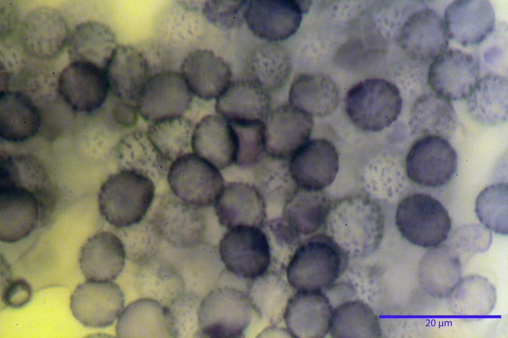 Russula tinctipes 7355 31.jpg