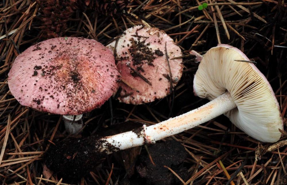 Leucoagaricus babosiae 5603 05.jpg