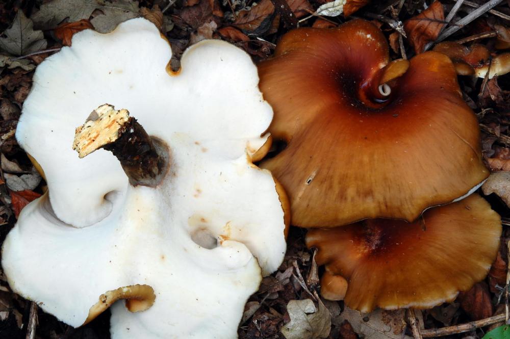 Polyporus badius 6547_1.JPG