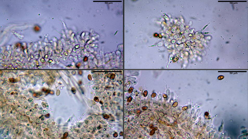 Galerina pruinatipes 08.jpg