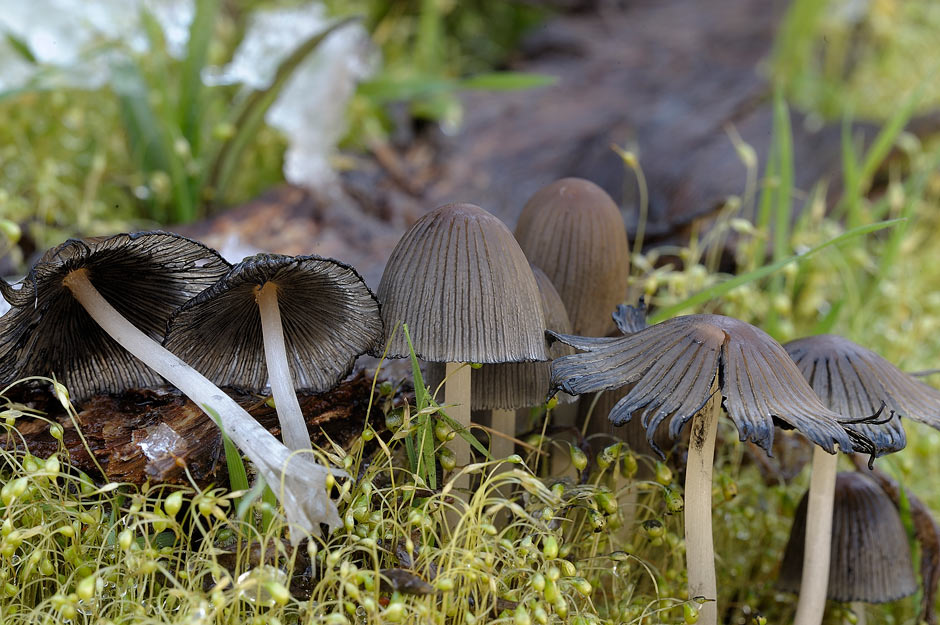 coprinellus angulatus 4817 03.jpg