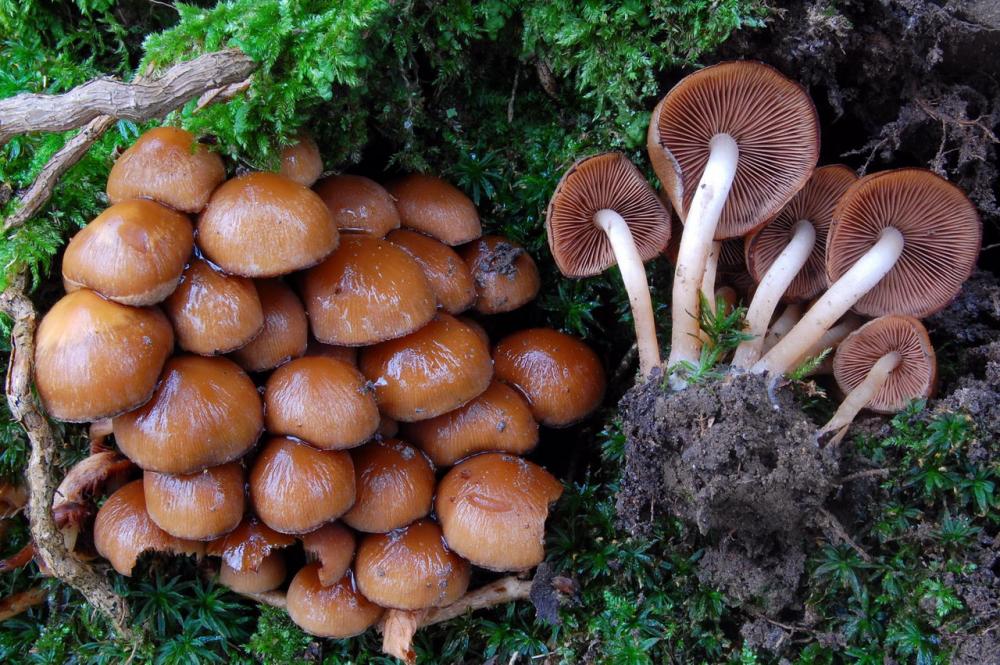 Psathyrella piluliformis 6522_1.JPG