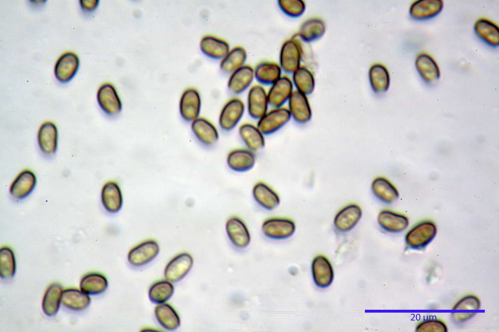 psathyrella hydrophila 37.jpg