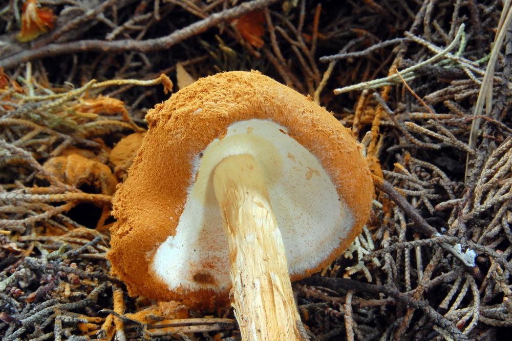 Battarraea phalloides 6524_01.JPG