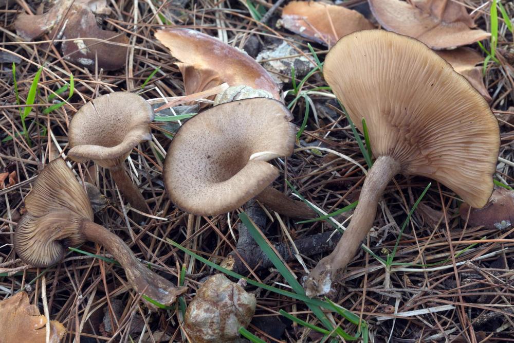 Pseudoclitocybe cyathyformis 6068 01.jpg