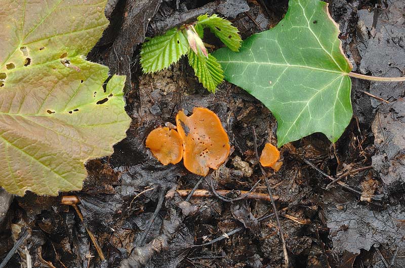 sowerbyella fagicola 4119 01.jpg